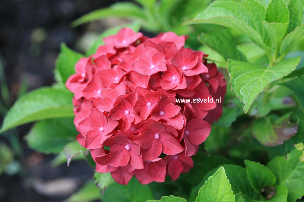 Hydrangea macrophylla 'Hot Red'