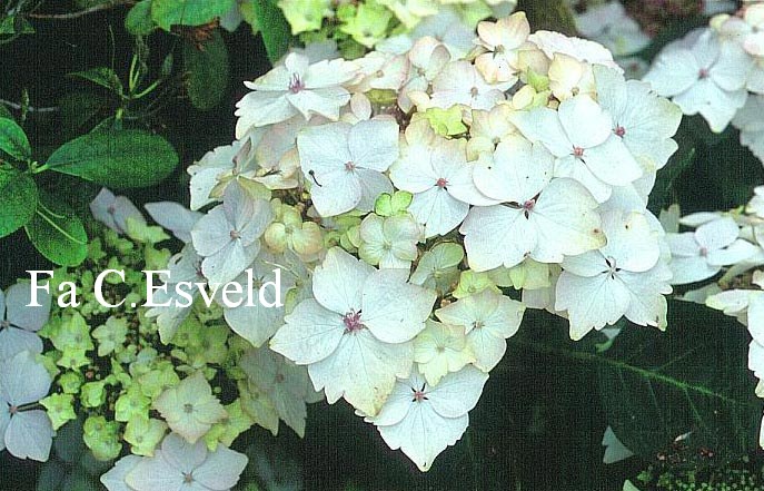 Hydrangea macrophylla 'Hugh'