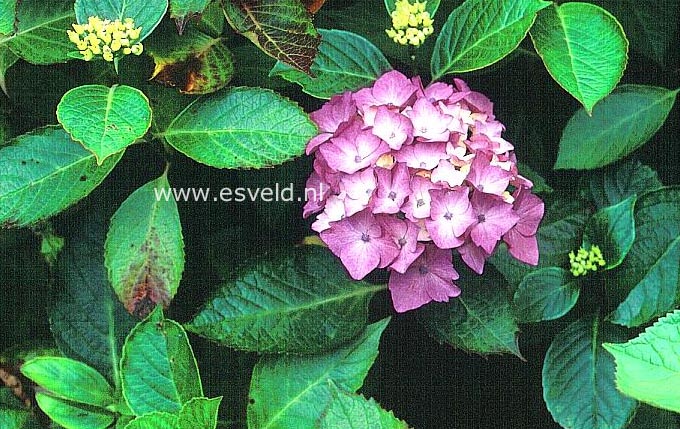 Hydrangea macrophylla 'Intermezzo'