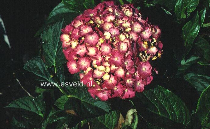 Hydrangea macrophylla 'Iso chidori'