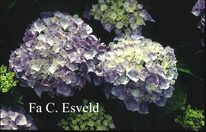 Hydrangea macrophylla 'Jeannepencher'