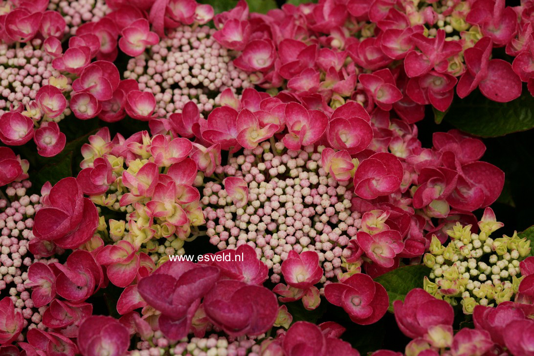 Hydrangea macrophylla 'Jixi'