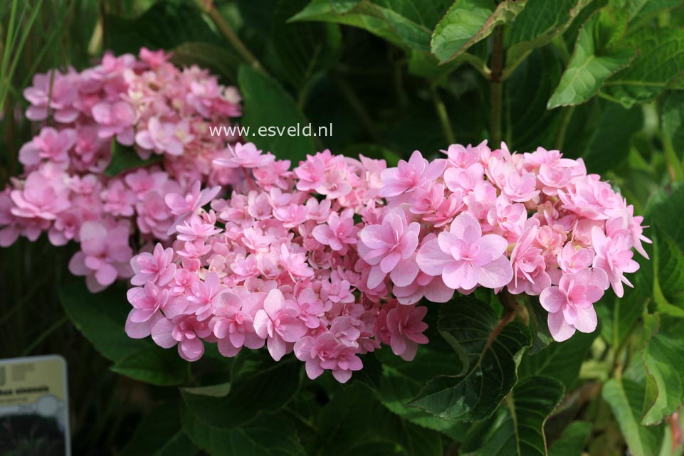 Hydrangea macrophylla 'Jomari' (FIREWORKS JOMARI)