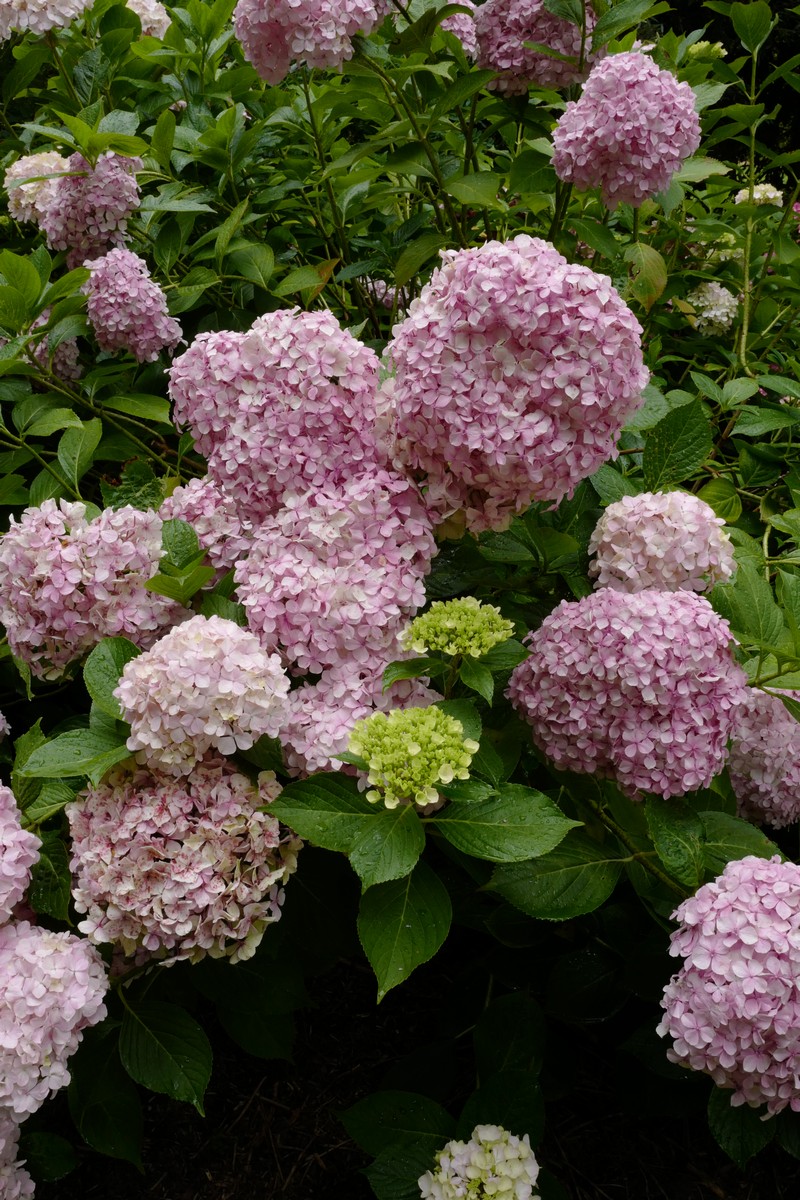 Hydrangea macrophylla 'Joseph Banks'