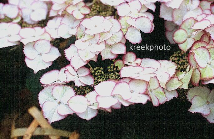 Hydrangea macrophylla 'Jungfrau Picoty'