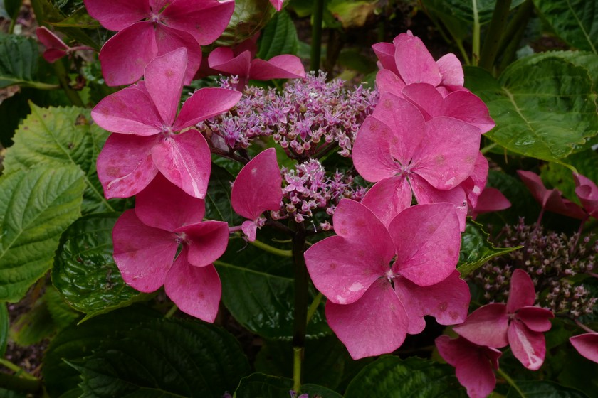 Hydrangea macrophylla 'Kardinal'