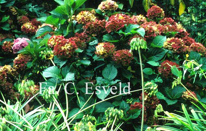 Hydrangea macrophylla 'Kluis Superba'