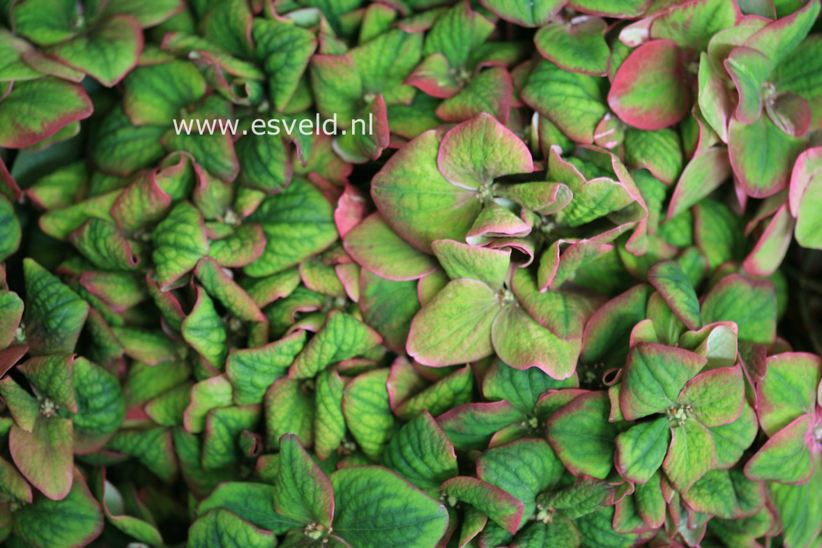 Hydrangea macrophylla 'Kolmagics' (MAGICAL SUNFIELDS)