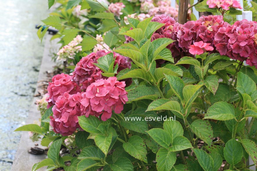 Hydrangea macrophylla 'Kolmasa' (MAGICAL SAPPHIRE)