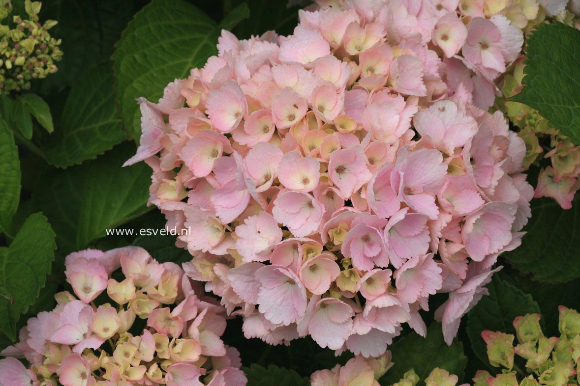 Hydrangea macrophylla 'Kolmaver' (MAGICAL VERONIQUE)