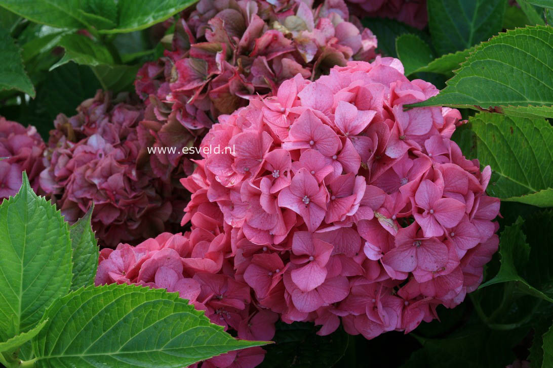 Hydrangea macrophylla 'Kolmgarip' (MAGICAL GARNET)