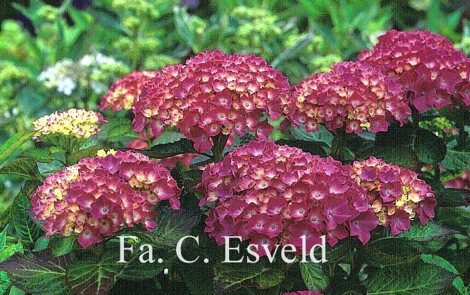 Hydrangea macrophylla 'La Marne'