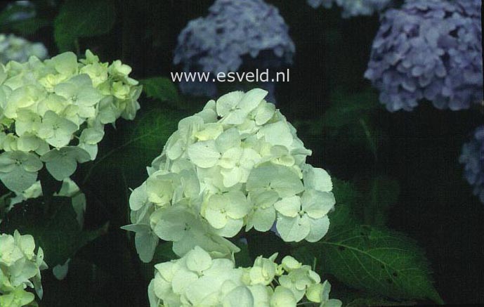 Hydrangea macrophylla 'Le Cygne' (WHITE SWAN)