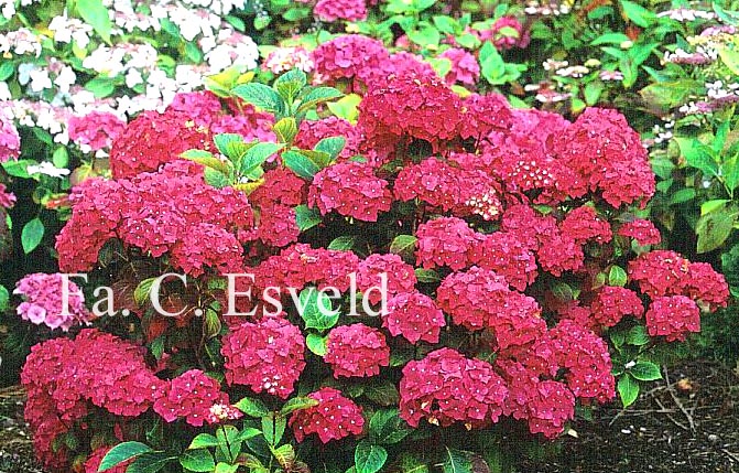 Hydrangea macrophylla 'Leopold III'