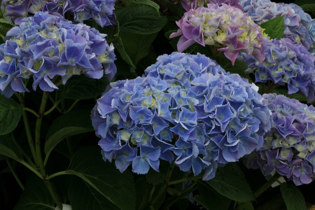 Hydrangea macrophylla 'Libertin'