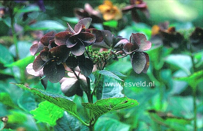Hydrangea macrophylla 'Lucky Vasterival'