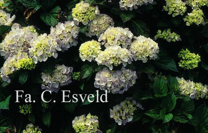 Hydrangea macrophylla 'Marie Claire'
