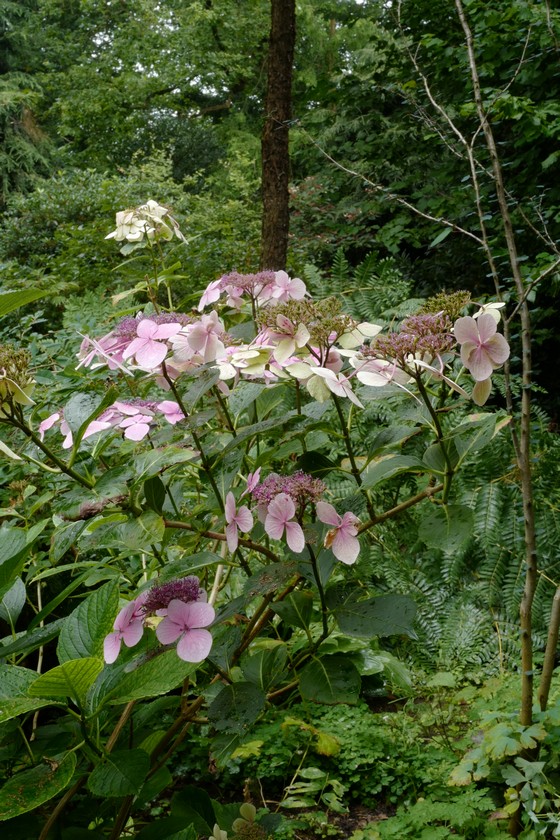 Hydrangea macrophylla 'Mariesii Perfecta'