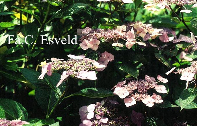 Hydrangea macrophylla 'Mariesii'