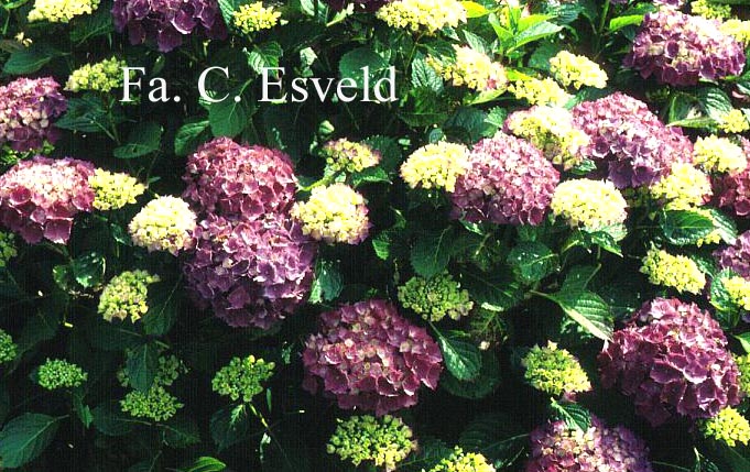 Hydrangea macrophylla 'Mascotte'
