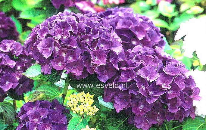 Hydrangea macrophylla 'Merrit's Supreme'