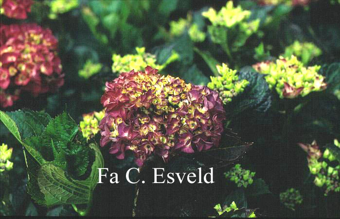 Hydrangea macrophylla 'Merveille Sanguine'