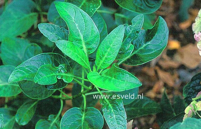 Hydrangea macrophylla 'Mikamba'
