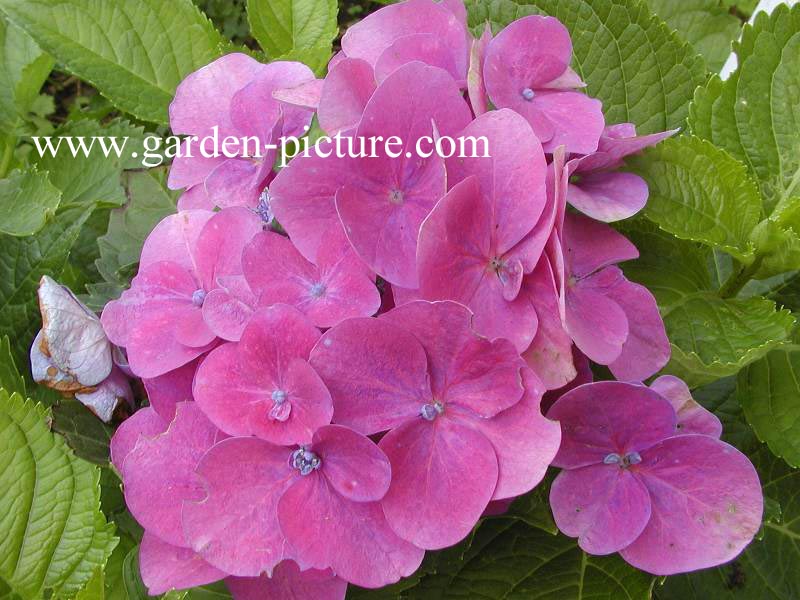 Hydrangea macrophylla 'Mme. E. Chanley'