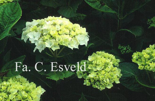 Hydrangea macrophylla 'Mme. Gilles-Gougon'