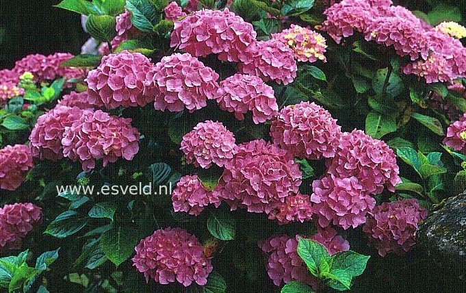 Hydrangea macrophylla 'Mme. J. de Smedt'