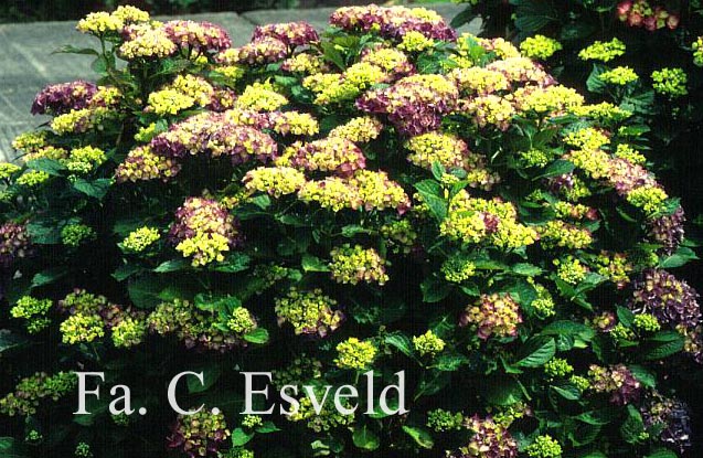 Hydrangea macrophylla 'Montfort Perle'