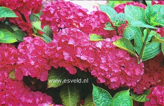 Hydrangea macrophylla 'Morgenrot'