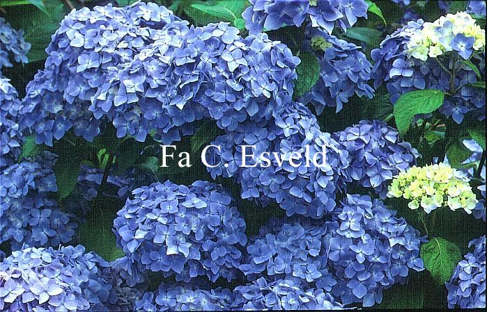 Hydrangea macrophylla 'Mousseline'