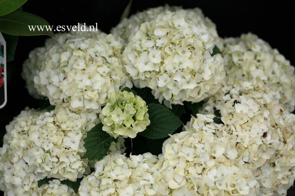 Hydrangea macrophylla 'Napo' (MAGICAL PEARL)