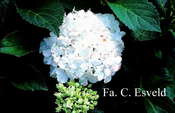 Hydrangea macrophylla 'Neuf'