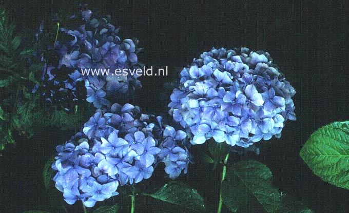 Hydrangea macrophylla 'Niedersachsen'
