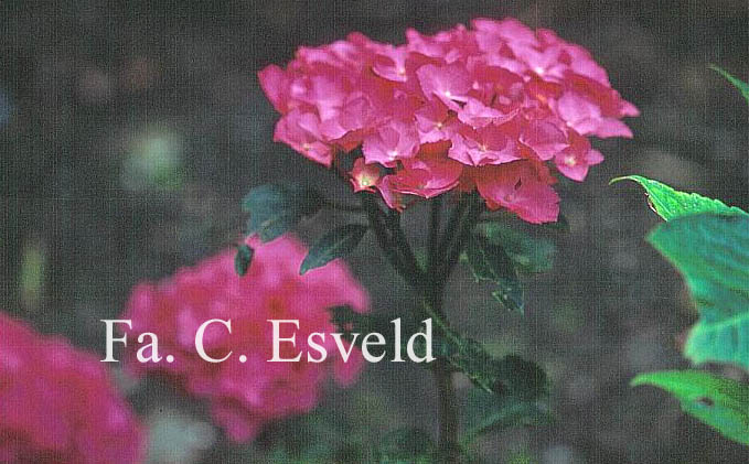 Hydrangea macrophylla 'Oregon Pride'