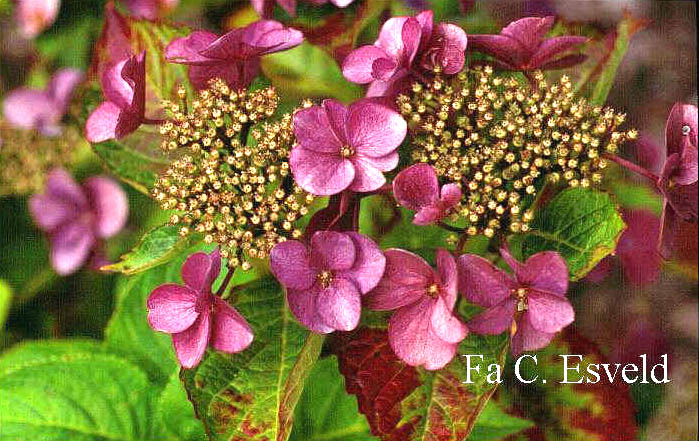 Hydrangea macrophylla 'Papagei'