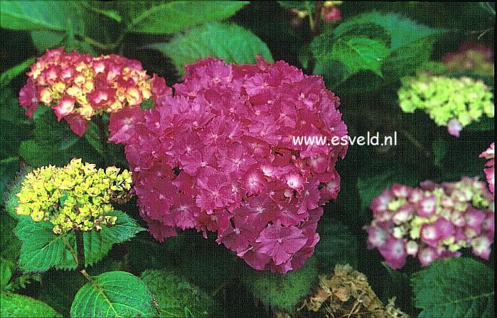 Hydrangea macrophylla 'Paris'