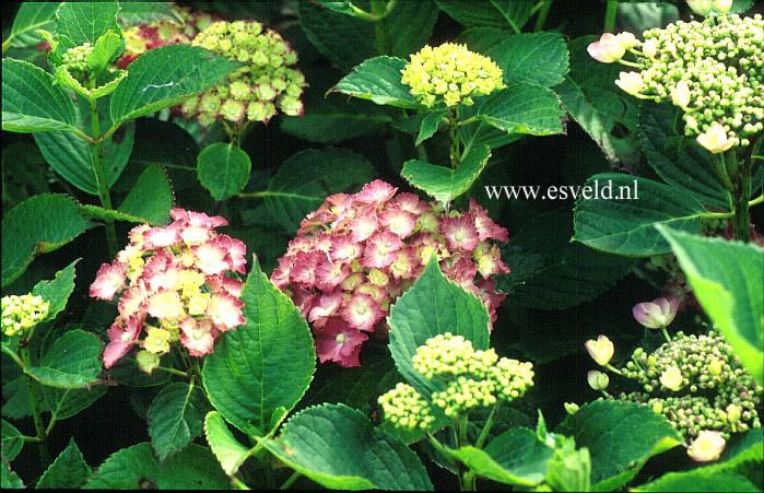 Hydrangea macrophylla 'Parzifal'
