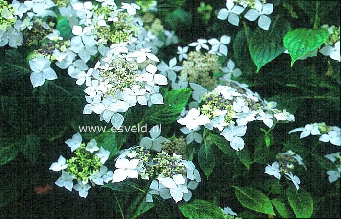Hydrangea macrophylla 'Pengwyn'