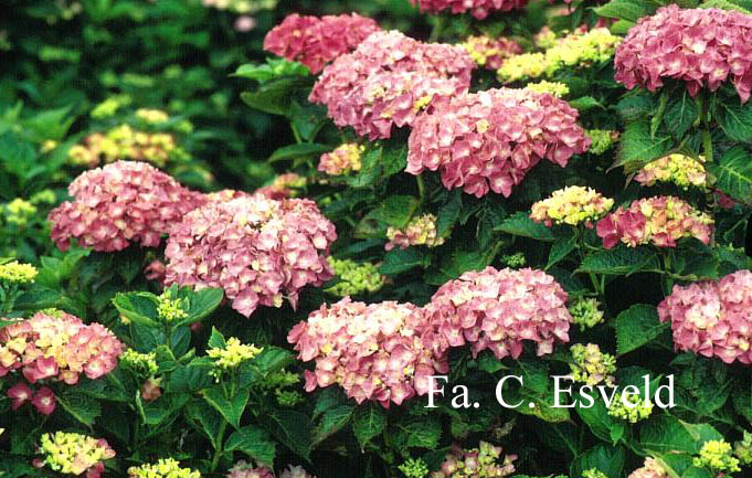Hydrangea macrophylla 'Pink & Pretty'