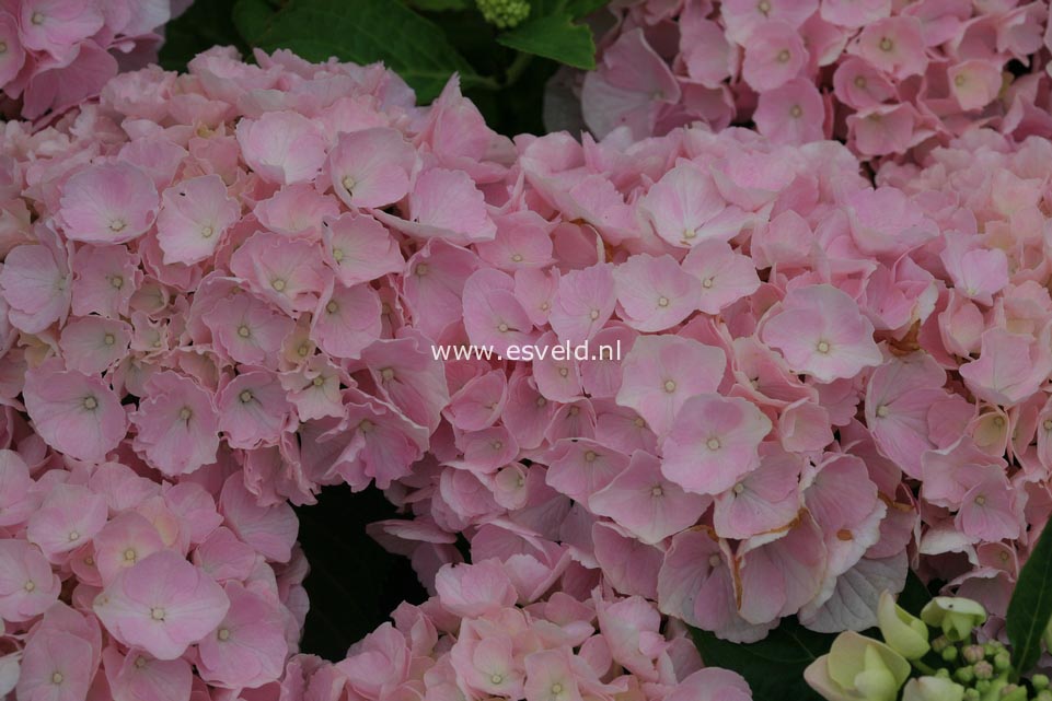 Hydrangea macrophylla 'Pink Wonder' (EVERBLOOM)