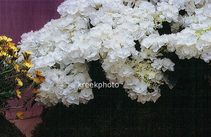 Hydrangea macrophylla 'Posy-bouquet Grace'