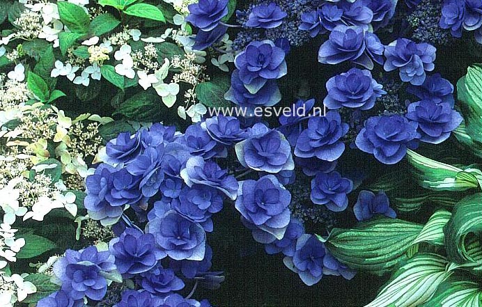 Hydrangea macrophylla 'Posy-bouquet Kaysey'