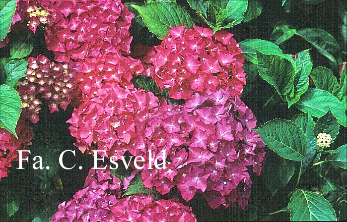 Hydrangea macrophylla 'President R. Touchard'