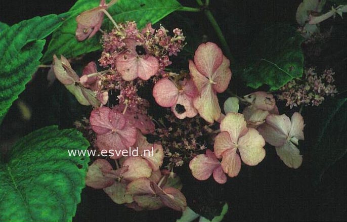Hydrangea macrophylla 'Pretty Woman'