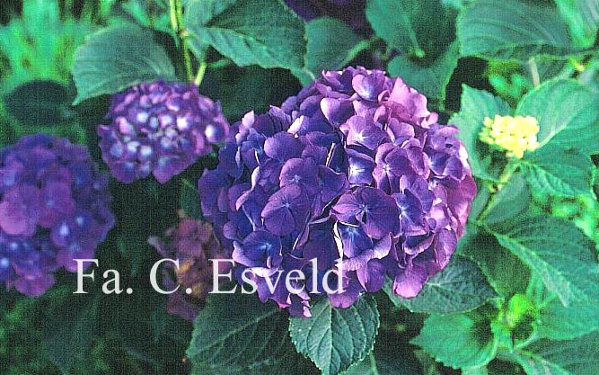 Hydrangea macrophylla 'Raymond Draps'