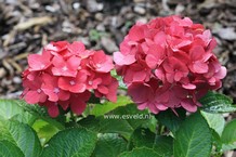 Hydrangea macrophylla 'Red Beauty'