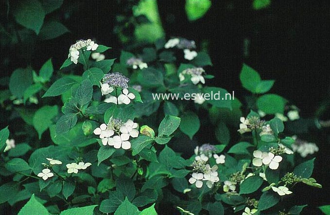 Hydrangea macrophylla 'Revelation'